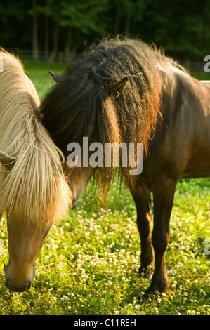 Islandpferd.  Stute und Hengst im Feld Stockfoto