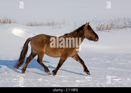 Konik oder polnischen Primitive Pferd (Equus Przewalskii F. Caballus) walking im Schnee im winter Stockfoto