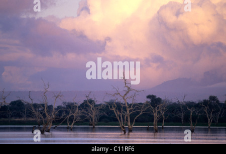 Tote Bäume am See Tagalala bei Sonnenaufgang, Selous Game Reserve, Tansania Stockfoto