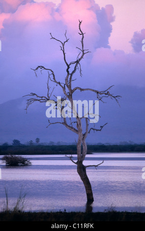 Tote Bäume am See Tagalala, Selous Game Reserve, Tansania Stockfoto