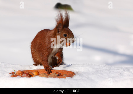 Europäische Eichhörnchen (Sciurus Vulgaris) Essen eine Haselnuss Stockfoto