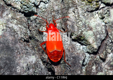 Firebug (Pyrrhocoris Apterus), Nymphe auf dem Stamm einer Linde (Tilia Spec.) Stockfoto