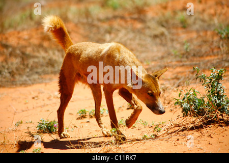 Wilde Dingo (Canis Lupus Dingo) im australischen Outback, Northern Territory, Australien Stockfoto