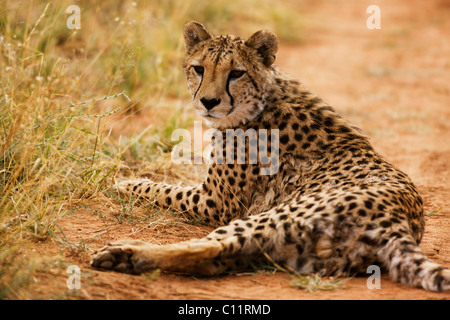 Gepard (Acinonyx Jubatos), Okonjima, Namibia, Afrika Stockfoto