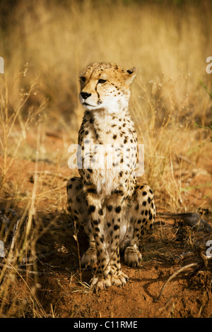 Gepard (Acinonyx Jubatos), Okonjima, Namibia, Afrika Stockfoto