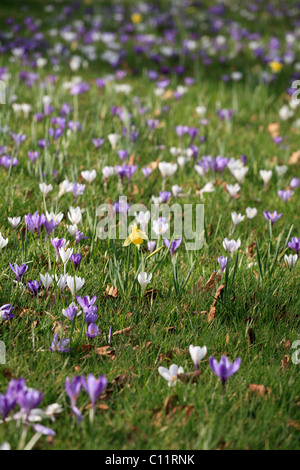 Lila und weißen Krokusse und die ungeraden Narzisse wächst lange Gras des Frühlings ungeschnittene Rasen Devon UK Stockfoto