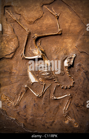 Dinosaurier-Fossil. Stockfoto