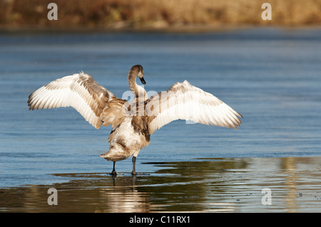 Höckerschwan (Cygnus olor) Stockfoto