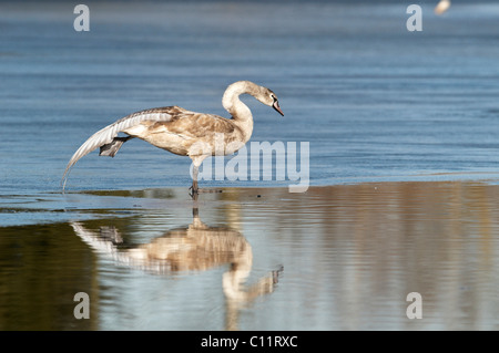 Höckerschwan (Cygnus Olor), erstreckt sich ein Fuß Stockfoto