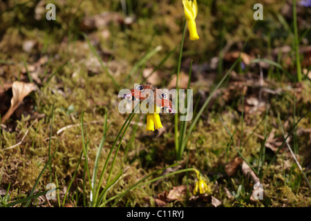 Narcissus Cyclamineus Frühling Blume Knightshayes Garten NT Tiverton Devon UK Stockfoto