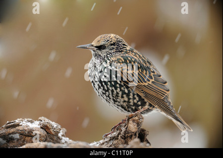 Star (Sturnus Vulgaris) im Schnee Stockfoto