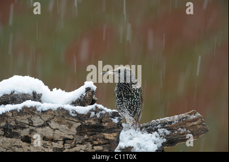 Star (Sturnus Vulgaris) im Schnee Stockfoto