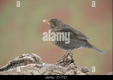 Weibliche Amsel (Turdus Merula) Stockfoto