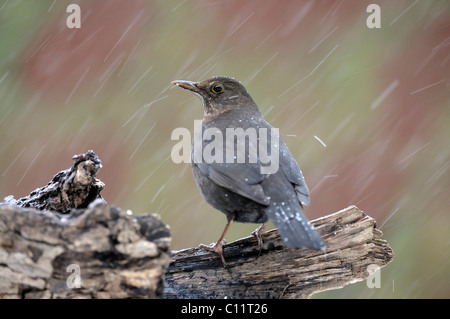 Weibliche Amsel (Turdus Merula) Stockfoto