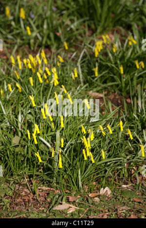 Narcissus Cyclamineus Frühling Blume Knightshayes Garten NT Tiverton Devon UK Stockfoto