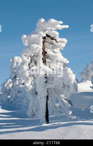 Eisige Baum, Winter auf Mt Brocken im Harz, Blocksberg Mountain Nationalpark Harz, Sachsen-Anhalt, Deutschland, Europa Stockfoto