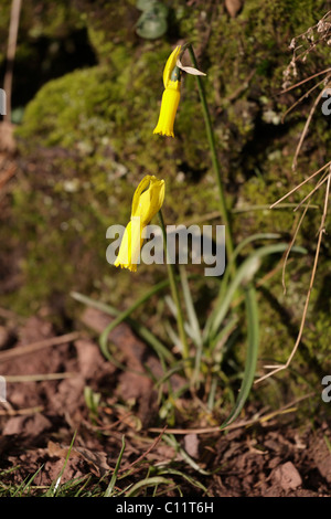 Narcissus Cyclamineus Frühling Blume Knightshayes Garten NT Tiverton Devon UK Stockfoto