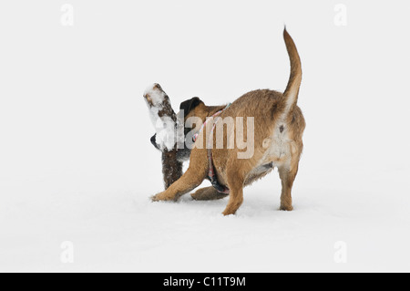 Terrier Mischling holen eine Filiale im Schnee Stockfoto