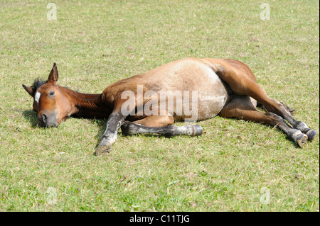 German Riding Pony, Fohlen, liegend, dösen Stockfoto