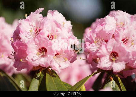 Blass rosa Rhododendron Garten von Lanhydrock House NT Bodmin Cornwall UK Stockfoto