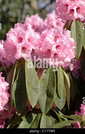 Blass rosa Rhododendron Garten von Lanhydrock House NT Bodmin Cornwall UK Stockfoto