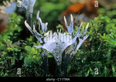 Kerzenständer Pilz, Candlesnuff Pilz, Carbon Geweih oder der Hirsch Horn Pilz (Xylaria Hypoxylon) Stockfoto