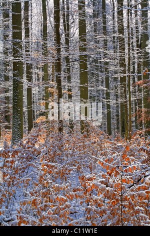 Winterliche Buchenwald (Fagus Sylvatica), Mittelgebirge Westerwald, Mittelgebirge Berge, Hessen, Deutschland, Europa Stockfoto