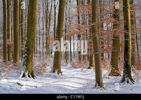 Winterliche Buchenwald (Fagus Sylvatica), Mittelgebirge Westerwald, Mittelgebirge Berge, Hessen, Deutschland, Europa Stockfoto