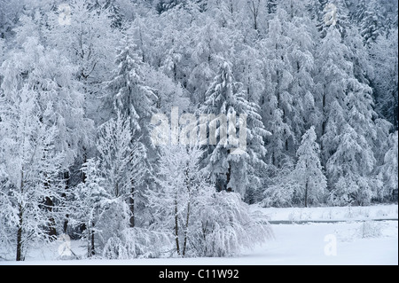 Winterwonderland, Winterlandschaft, Bäume mit Raureif auf Mt. Irschenberg, Bayern, Deutschland, Europa Stockfoto