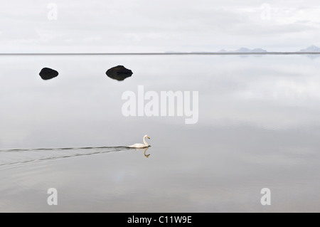 Singschwan (Cygnus Cygnus), Westküste, Island, Europa Stockfoto