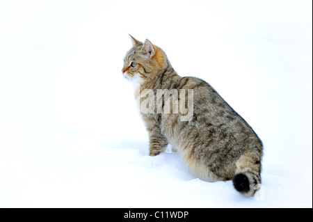 Wildkatze (Felis Silvestris), juvenile im winter Stockfoto