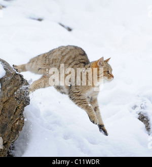 Wildkatze (Felis Silvestris), juvenile im Winter springen Stockfoto