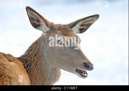 Rothirsch (Cervus Elaphus) im Winter, Weiblich Stockfoto