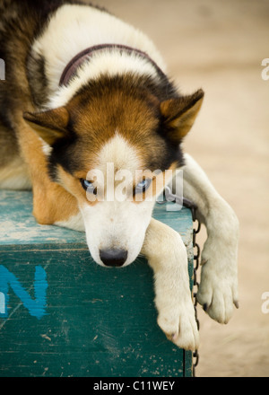 Schlittenhunde, Alaskan Husky ruht auf Hund House, Yukon Territorium, Kanada Stockfoto