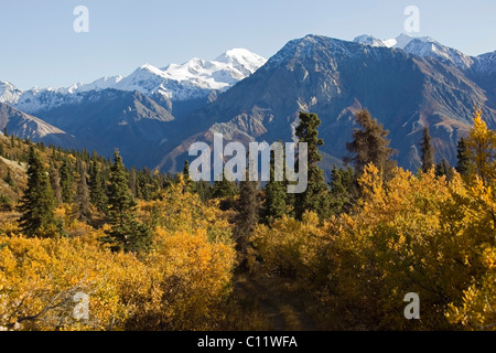 Indian Summer, Pappeln in Herbstfarben, Wanderweg, Ansicht von Sheep Mountain, St. Elias Mountains Stockfoto