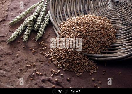 Weizen (Triticum), kippte aus einem geflochtenen Teller auf Sandstein Stockfoto