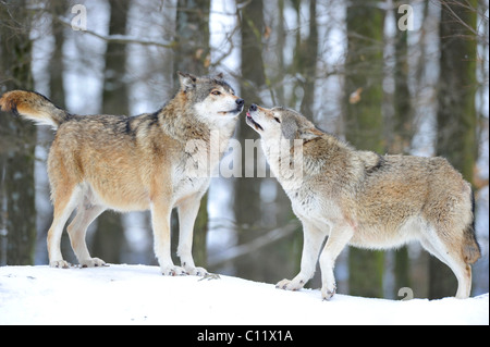 Mackenzie Tal Wolf, Alaskan Tundra Wolf oder kanadischen Timber Wolf (Canis Lupus Occidentalis), zwei Wölfe im Schnee, die Stockfoto