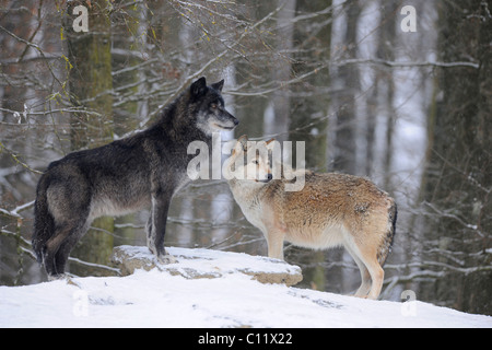 Mackenzie Tal Wolf, Alaskan Tundra Wolf oder kanadischen Timber Wolf (Canis Lupus Occidentalis), zwei Wölfe im Schnee Stockfoto