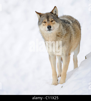Mackenzie Tal Wolf, Alaskan Tundra Wolf oder kanadischen Timber Wolf (Canis Lupus Occidentalis) im Schnee Stockfoto