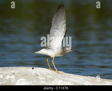 Geringerer Yellowlegs (Tringa Flavipes), oben Liard River, Yukon Territorium, Kanada Stockfoto