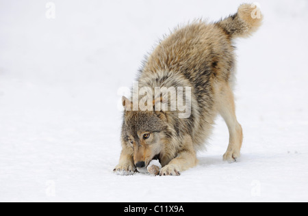 Mackenzie Wolf, Alaskan Tundra Wolf oder kanadischen Timber Wolf (Canis Lupus Occidentalis), Cub, spielen im Schnee Stockfoto