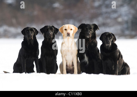 Labrador Retriever und Flat – Coated Retriever (Canis Lupus Familiaris), sitzen im Schnee Stockfoto