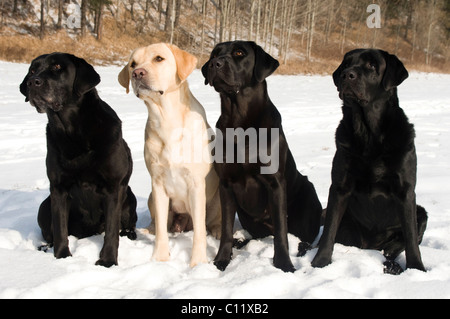 Labrador Retriever und Flat – Coated Retriever (Canis Lupus Familiaris), sitzen im Schnee Stockfoto