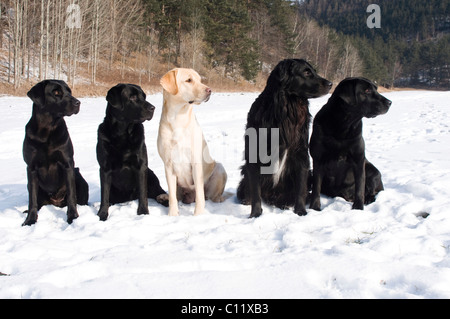 Labrador Retriever und Flat – Coated Retriever (Canis Lupus Familiaris), sitzen im Schnee Stockfoto