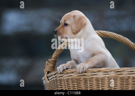 Labrador Retriever Welpen (Canis Lupus Familiaris) aus einem Korb Stockfoto