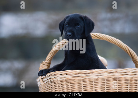 Labrador Retriever Welpen (Canis Lupus Familiaris) aus einem Korb Stockfoto