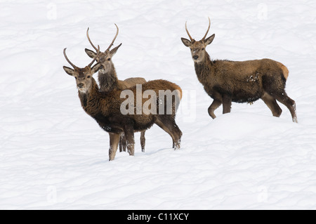 Junges Rothirsch (Cervus Elaphus) an einem verschneiten Hang, Tirol, Österreich, Europa Stockfoto