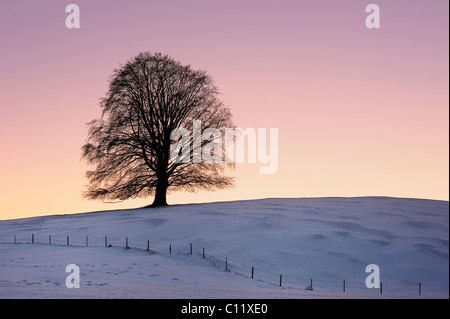 Alte Linde (Tilia) bei Sonnenuntergang auf tief verschneiten Wiese, Rosshaupten, Allgäu, Bayern, Deutschland, Osteuropa Stockfoto