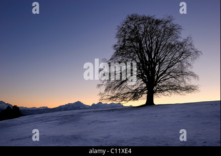 Alte Linde (Tilia) bei Sonnenuntergang auf tief verschneiten Wiese, Rosshaupten, Allgäu, Bayern, Deutschland, Osteuropa Stockfoto