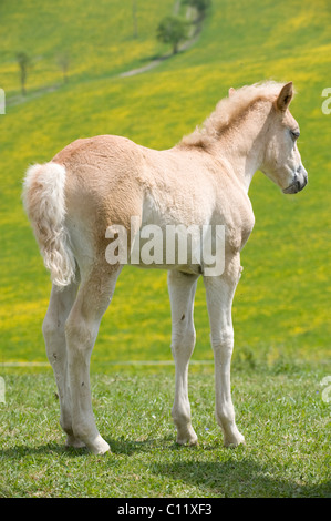 Haflinger-Fohlen auf einer Frühlingswiese Stockfoto